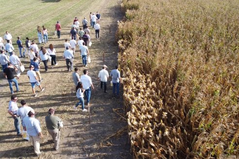 Campo Lider Nidera - Experiencia AGRINSUR - Gilbert, Entre Ríos