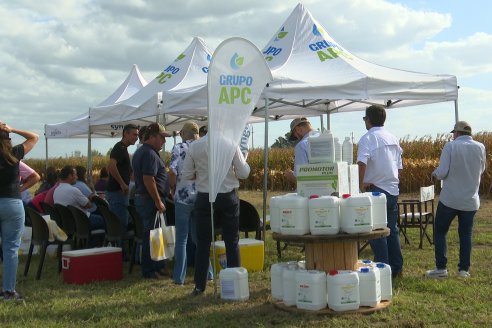 Campo Lider Nidera - Experiencia AGRINSUR - Gilbert, Entre Ríos