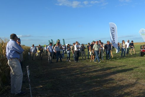 Campo Lider Nidera - Experiencia AGRINSUR - Gilbert, Entre Ríos