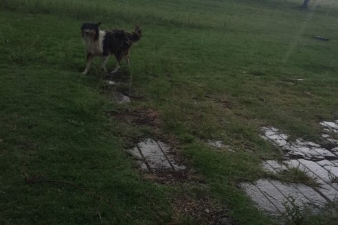 Hermosa lluvia entonó los campos de Paraná Campaña y zona