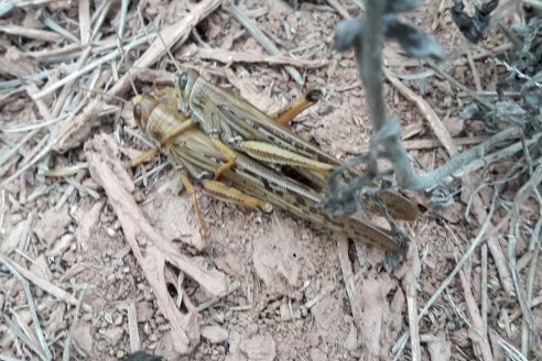 Lanzan alerta fitosanitaria por langostas