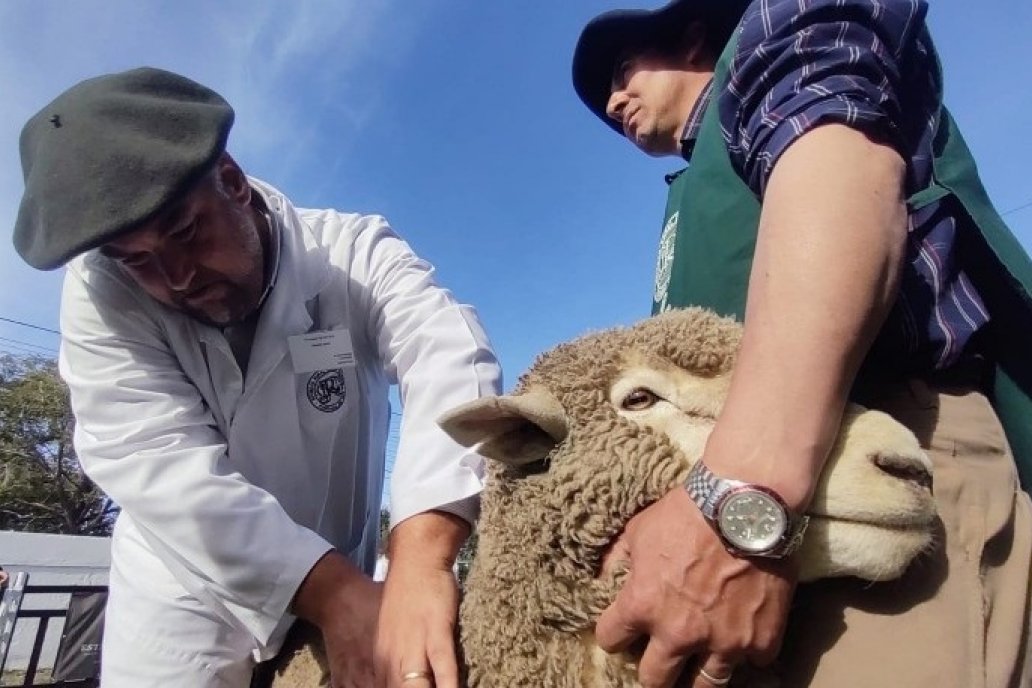 El anuncio impactó en la preocupación de los productores ovinos patagónicos