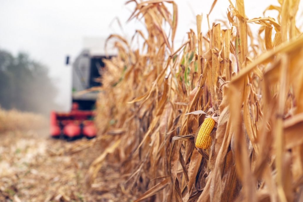 Los campos del sur fueron los más elegidos para expandir el área cerealera.