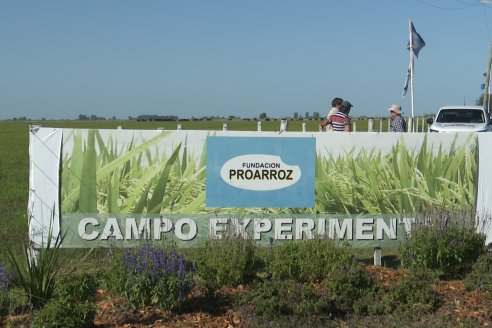 Dia a Campo de Arroz 2024 - Fundación PROARROZ - San Salvador, Entre Ríos