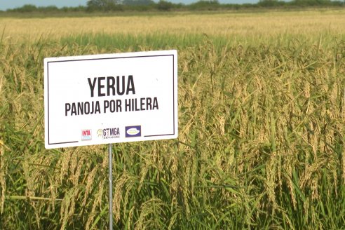 Dia a Campo de Arroz 2024 - Fundación PROARROZ - San Salvador, Entre Ríos