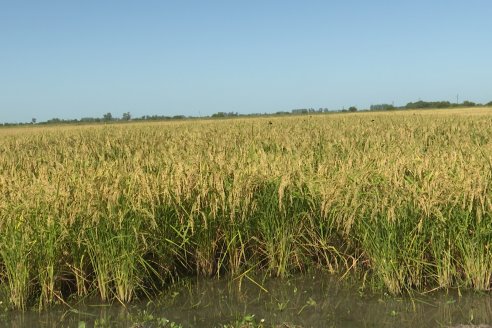 Dia a Campo de Arroz 2024 - Fundación PROARROZ - San Salvador, Entre Ríos