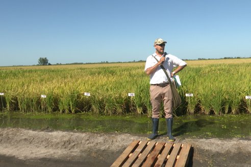 Dia a Campo de Arroz 2024 - Fundación PROARROZ - San Salvador, Entre Ríos