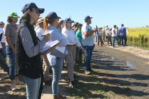 Dia a Campo de Arroz 2024 - Fundación PROARROZ - San Salvador, Entre Ríos