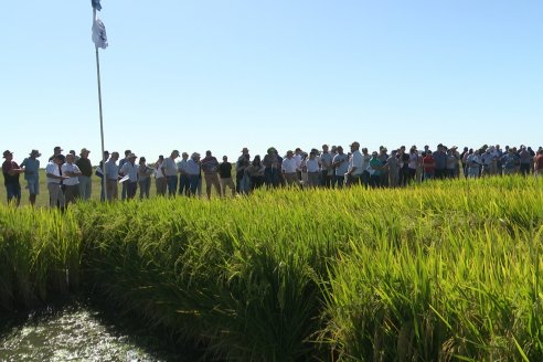 Dia a Campo de Arroz 2024 - Fundación PROARROZ - San Salvador, Entre Ríos