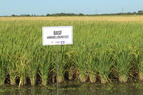 Dia a Campo de Arroz 2024 - Fundación PROARROZ - San Salvador, Entre Ríos