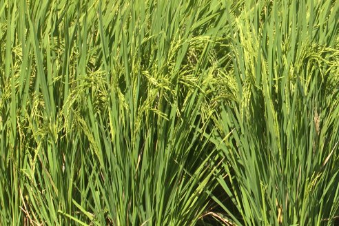 Dia a Campo de Arroz 2024 - Fundación PROARROZ - San Salvador, Entre Ríos