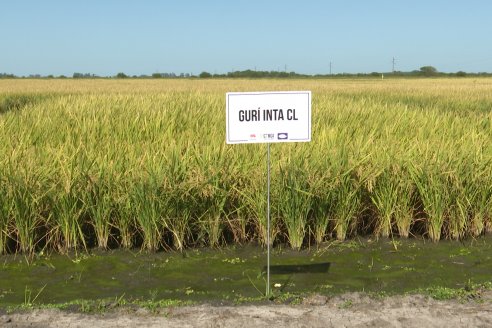 Dia a Campo de Arroz 2024 - Fundación PROARROZ - San Salvador, Entre Ríos