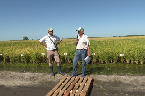 Dia a Campo de Arroz 2024 - Fundación PROARROZ - San Salvador, Entre Ríos