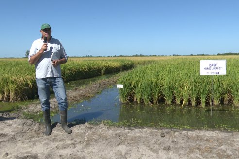 Dia a Campo de Arroz 2024 - Fundación PROARROZ - San Salvador, Entre Ríos