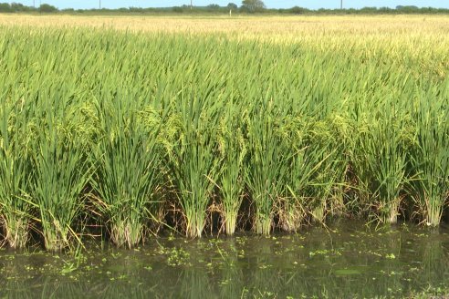 Dia a Campo de Arroz 2024 - Fundación PROARROZ - San Salvador, Entre Ríos