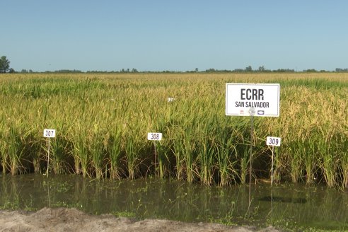 Dia a Campo de Arroz 2024 - Fundación PROARROZ - San Salvador, Entre Ríos