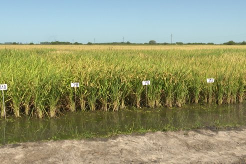 Dia a Campo de Arroz 2024 - Fundación PROARROZ - San Salvador, Entre Ríos