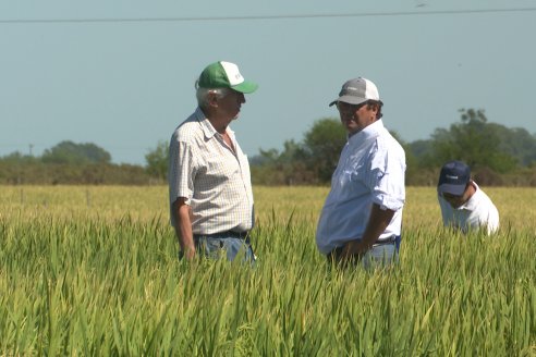 Dia a Campo de Arroz 2024 - Fundación PROARROZ - San Salvador, Entre Ríos