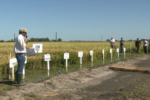 Dia a Campo de Arroz 2024 - Fundación PROARROZ - San Salvador, Entre Ríos