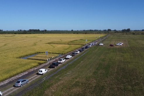 Dia a Campo de Arroz 2024 - Fundación PROARROZ - San Salvador, Entre Ríos