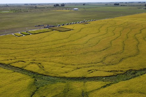 Dia a Campo de Arroz 2024 - Fundación PROARROZ - San Salvador, Entre Ríos