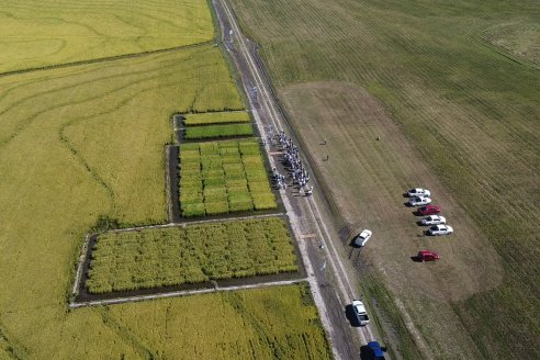 Dia a Campo de Arroz 2024 - Fundación PROARROZ - San Salvador, Entre Ríos