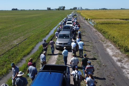 Dia a Campo de Arroz 2024 - Fundación PROARROZ - San Salvador, Entre Ríos