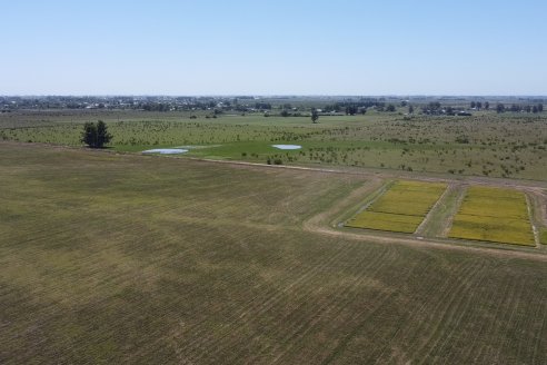 Dia a Campo de Arroz 2024 - Fundación PROARROZ - San Salvador, Entre Ríos