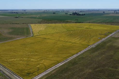 Dia a Campo de Arroz 2024 - Fundación PROARROZ - San Salvador, Entre Ríos