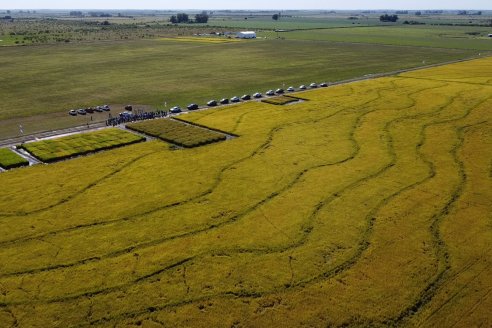 Este año, el Día de Campo de Arroz, realizado en San Salvador, fue tan deslumbrante como excepcional