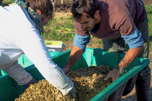 Cascarilla de soja, un alimento natural para vacas en transición