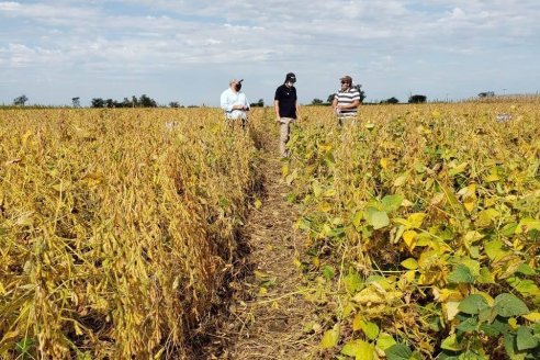 El cambio de clima impulsó el cultivo de soja en un 12%