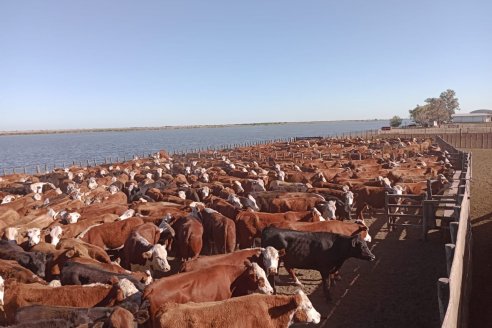 En los feedlots ya suman 1,72 millones los animales en proceso de engorde y la tendencia es mejor aún