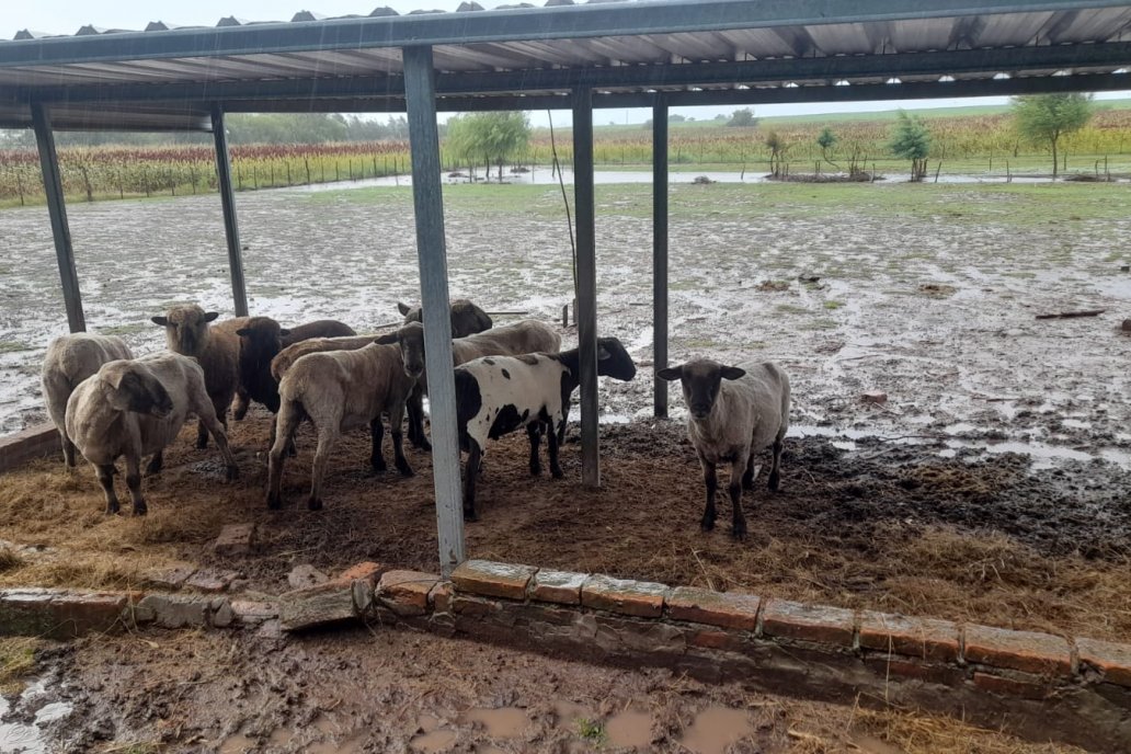 Mas precipitaciones son pronosticadas junto a la baja de la temperatura.