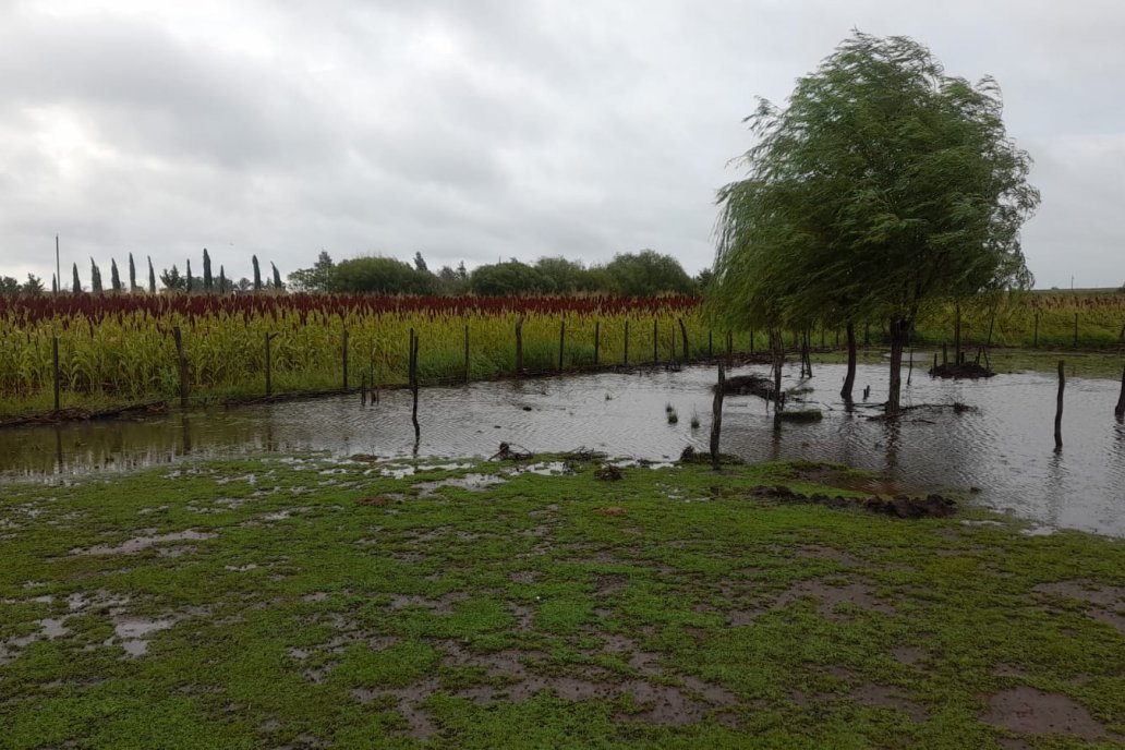 Postal: lotes que no alcanzan a secarse por la reincidencia de las lluvias. Postal: lotes que no alcanzan a secarse por la reincidencia de las lluvias.