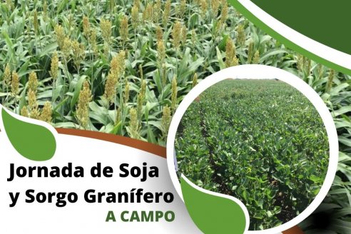 Visita a cultivares de soja y sorgo granífero