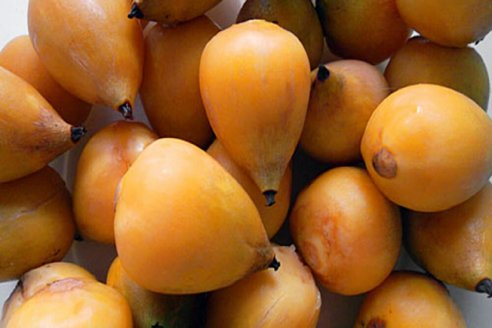 La incorporación del fruto de la palmera yatay al Código Alimentario Argentino es posible
