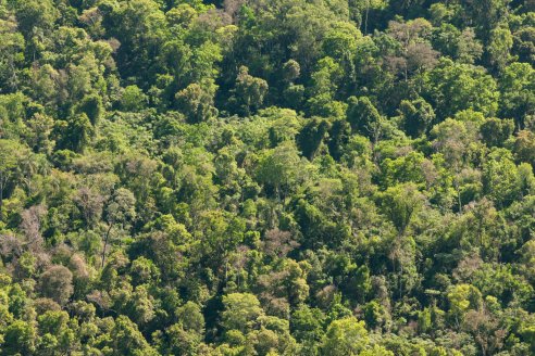 Científicos miden y ponen en valor el aporte de montes y bosques a la mitigación del cambio climático