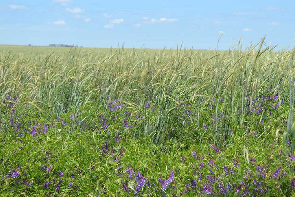 El manejo del agua es el factor limitante de toda producción agropecuaria