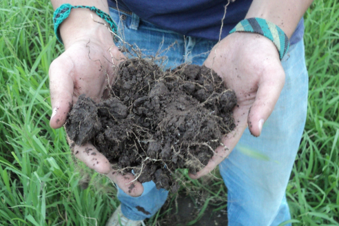 Cómo aumentar los rendimientos en trigo con fertilización nitrogenada