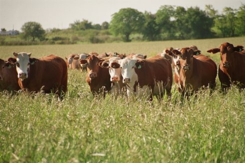 Certificación europea en bienestar animal llega a Latinoamérica