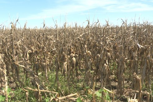 Cosecha de Maiz y Recorrida por Ensayos de Hibridos junto a Agrofe Campo y KWS en Victoria