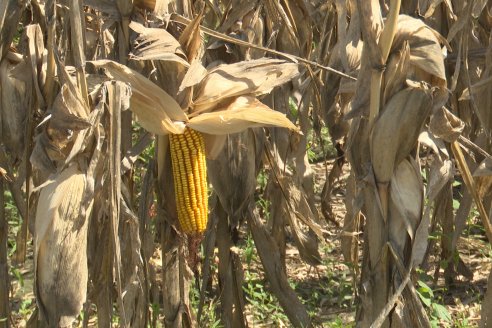 Cosecha de Maiz y Recorrida por Ensayos de Hibridos junto a Agrofe Campo y KWS en Victoria