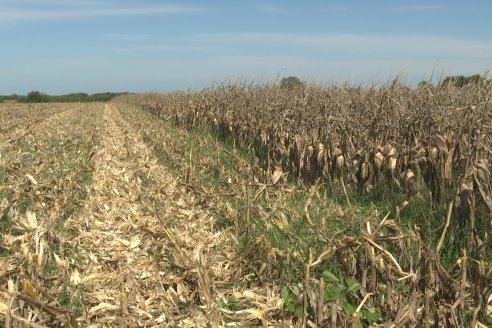 Cosecha de Maiz y Recorrida por Ensayos de Hibridos junto a Agrofe Campo y KWS en Victoria