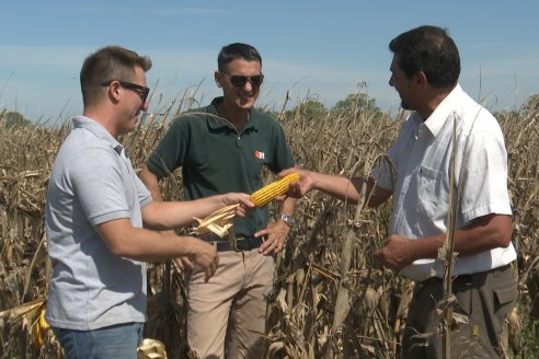 Cosecha de Maiz y Recorrida por Ensayos de Hibridos junto a Agrofe Campo y KWS en Victoria