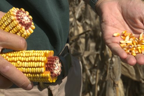 Cosecha de Maiz y Recorrida por Ensayos de Hibridos junto a Agrofe Campo y KWS en Victoria