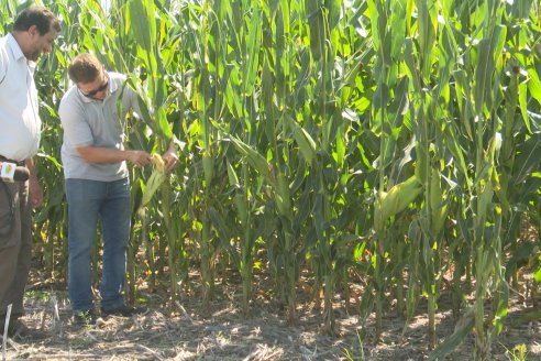 Cosecha de Maiz y Recorrida por Ensayos de Hibridos junto a Agrofe Campo y KWS en Victoria