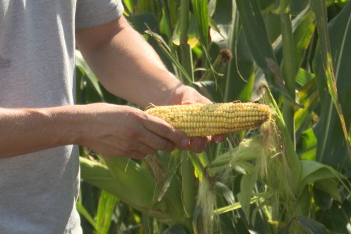 Cosecha de Maiz y Recorrida por Ensayos de Hibridos junto a Agrofe Campo y KWS en Victoria