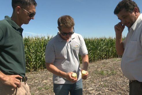 Cosecha de Maiz y Recorrida por Ensayos de Hibridos junto a Agrofe Campo y KWS en Victoria