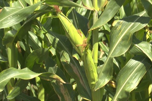 Cosecha de Maiz y Recorrida por Ensayos de Hibridos junto a Agrofe Campo y KWS en Victoria